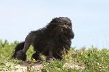 PETIT CHIEN LION 090